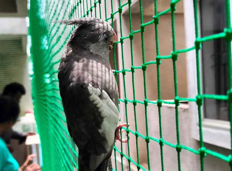 Pigeon Nets Installation in Bangalore